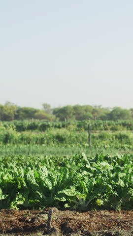 Man, woman and farmer with discussion for crops, inspection or negotiation for vegetable production. People, land assessment and corporate investor in agriculture, walk or space at sustainable farm