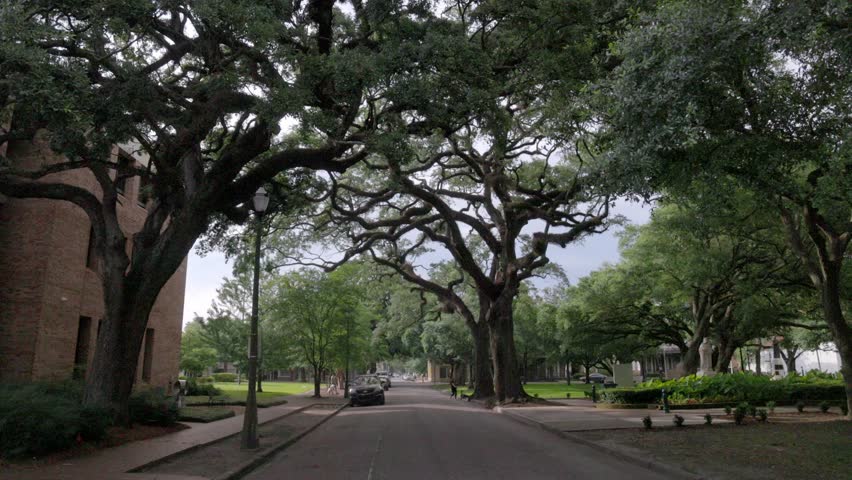 Old Southern Live Oak trees along S. Hamilton Street in Mobile, Alabama with gimbal video walking forward close up in slow motion.