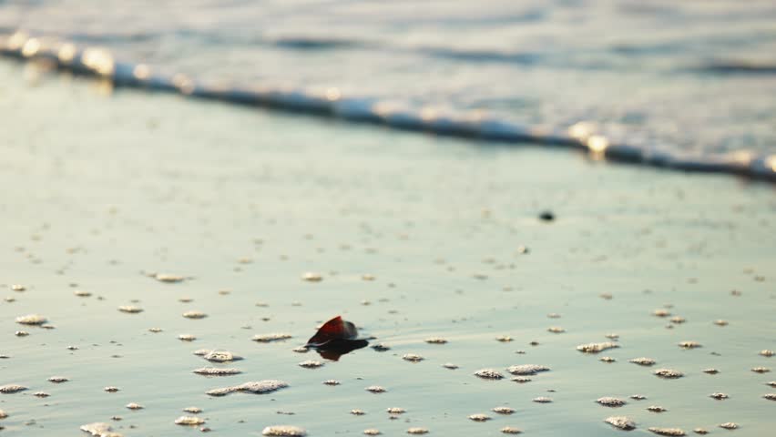 Low angle macro shot of leaf on wet sandy beach during sunrise. No people during covid-19 pandemic. Myrtle Beach,US.