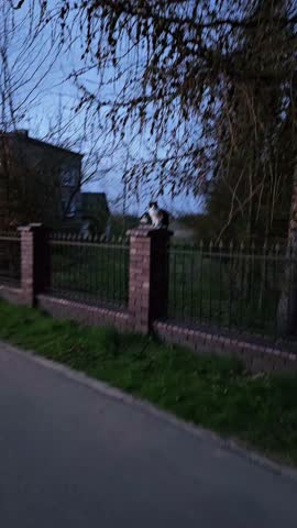 Close-up of a domestic cat