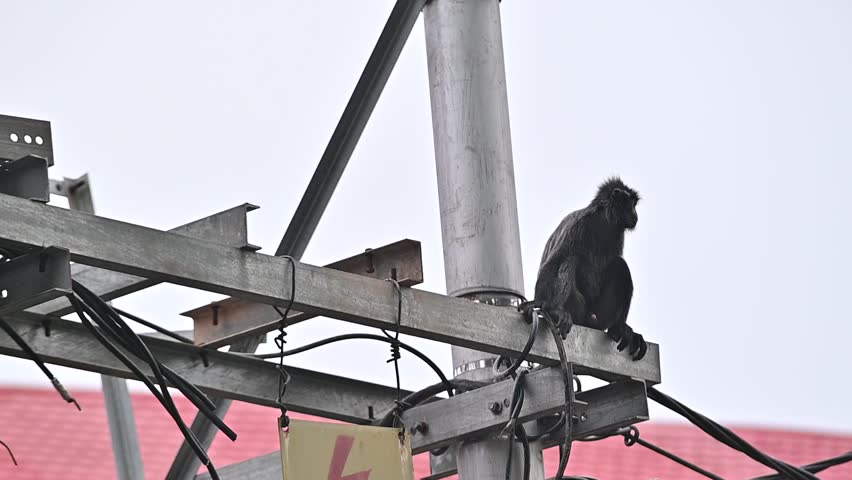A monkey sits on an electrical pole amidst a maze of tangled wires, with a yellow warning sign featuring a lightning bolt symbol visible below.