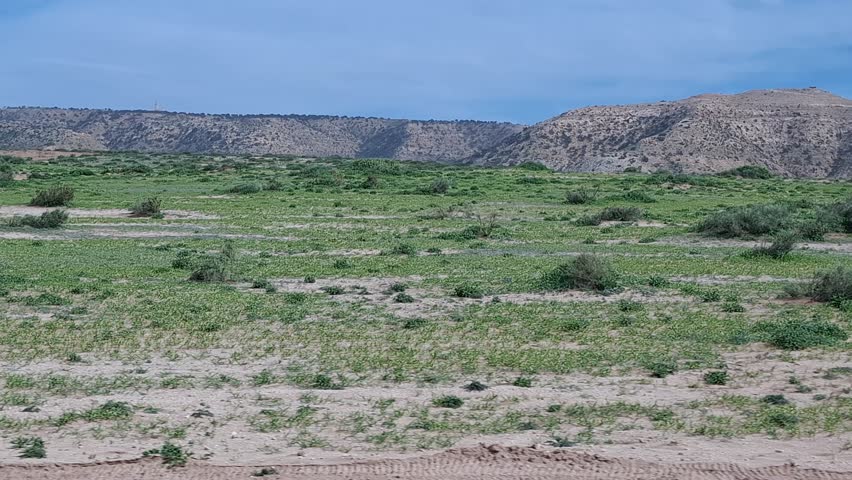 Rolling Desert Hills with Green Scrub and Argan Trees under a Clear Blue Sky