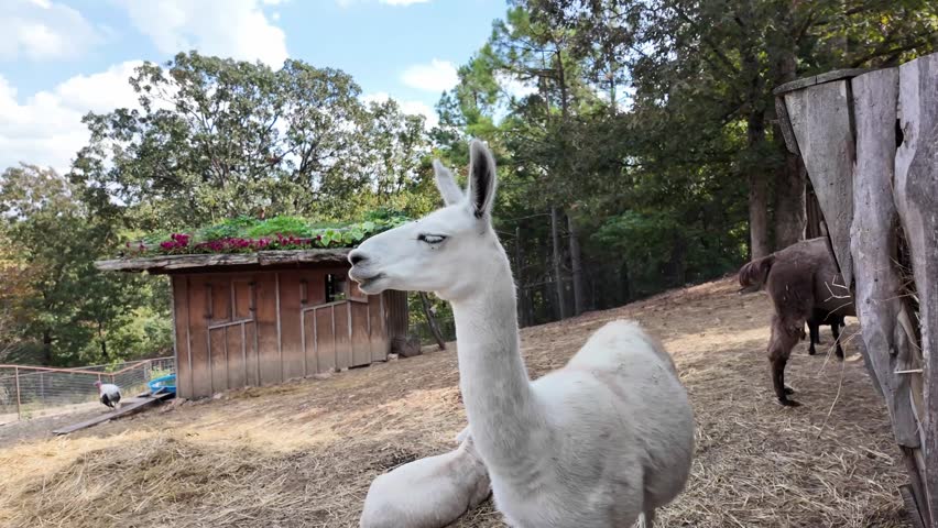 White alpaca stands alert in rustic farm enclosure with hay covered ground and wooden shelter in background.