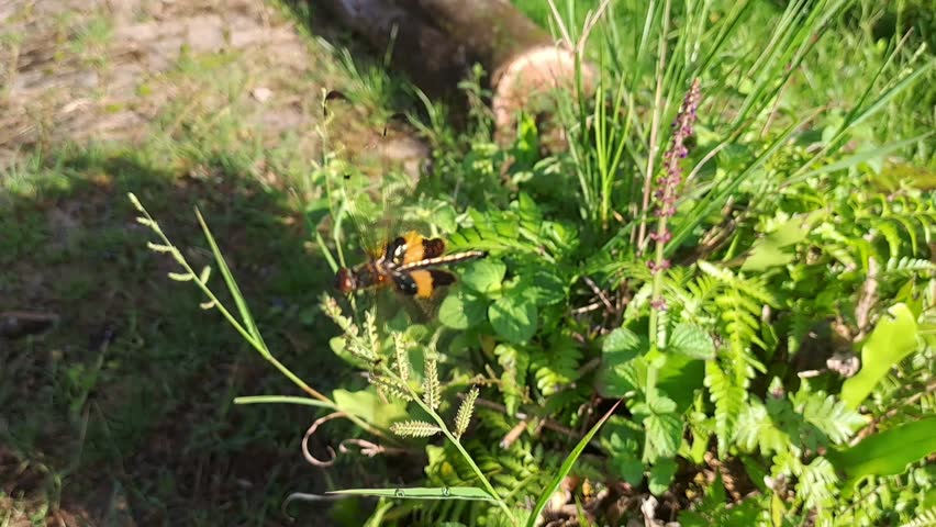 Brown and yellow dragonfly resting on plant stem in tropical outdoor environment with natural sunlight.