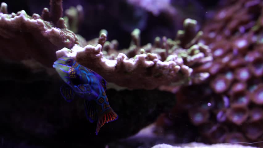Mandarin fish with shiny colorful shape swimming through corals