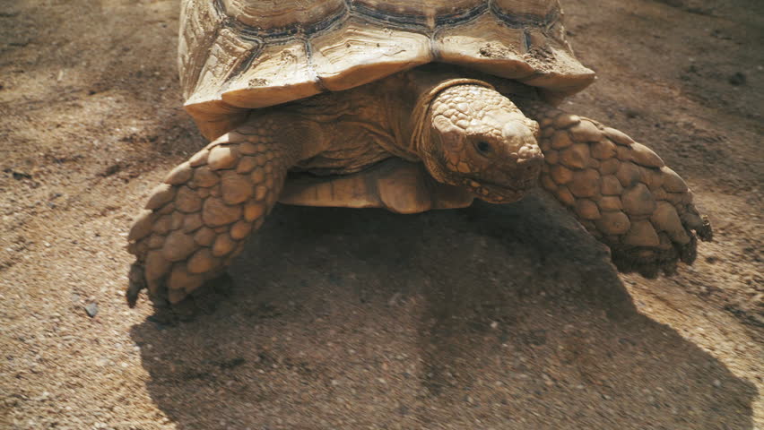 Close-up tracking shot of a tortoise on the move.