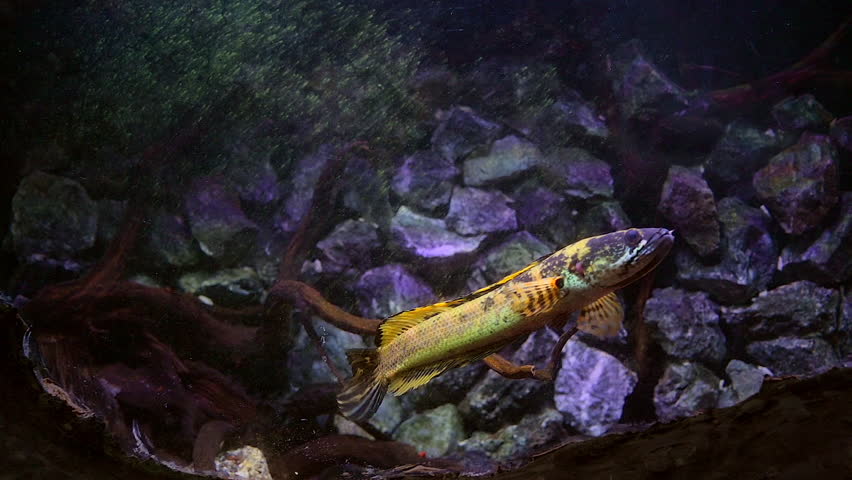 The Emperor Snakehead fish close up footage. It is a predatory freshwater fish native to Southeast Asia country.