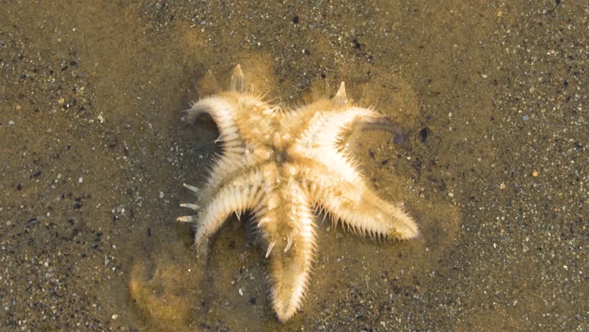 A lone starfish lies stranded on wet sand after waves recede at Mandarmani beach, capturing coastal life, marine vulnerability, and the fragile rhythm of the sea.