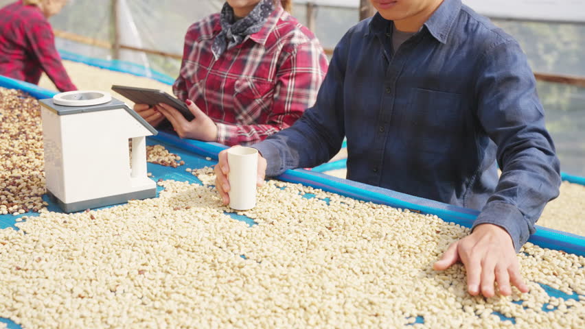 Asian man coffee farmer harvesting and picking organic ripe red coffee beans at coffee plantation, sustainable agriculture lifestyle and traditional farming in tropical rural environment concept.