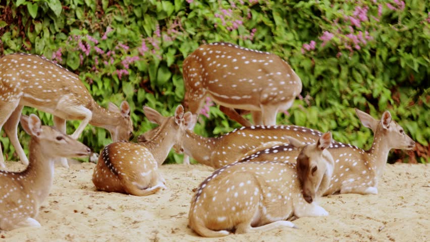 Herd of beautiful wild spotted deer at rest on the sandy beaches of Sri Lanka.