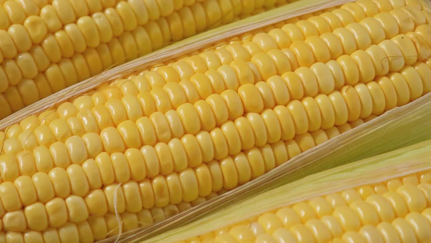 Close-up of fresh sweet corn.
