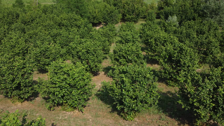 Hazelnut fruit trees agriculture cultivation field