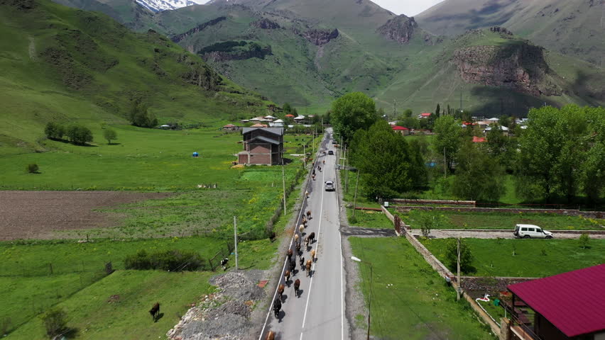 Drone shot of a road in Juta Georgia with cattle on the highway in the Caucasus mountains