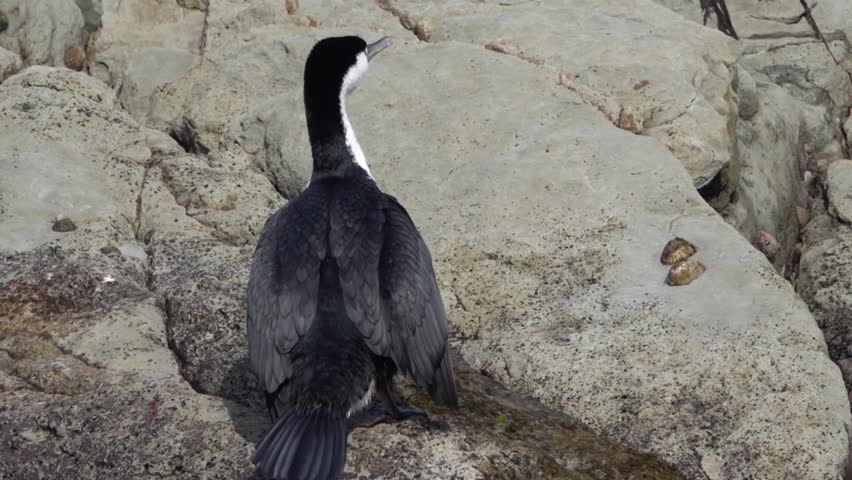 Shiny black Cormorant dries wings by flapping gently in the sunshine