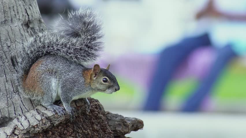 Mexican gray squirrel on a tree trunk in an urban park.
