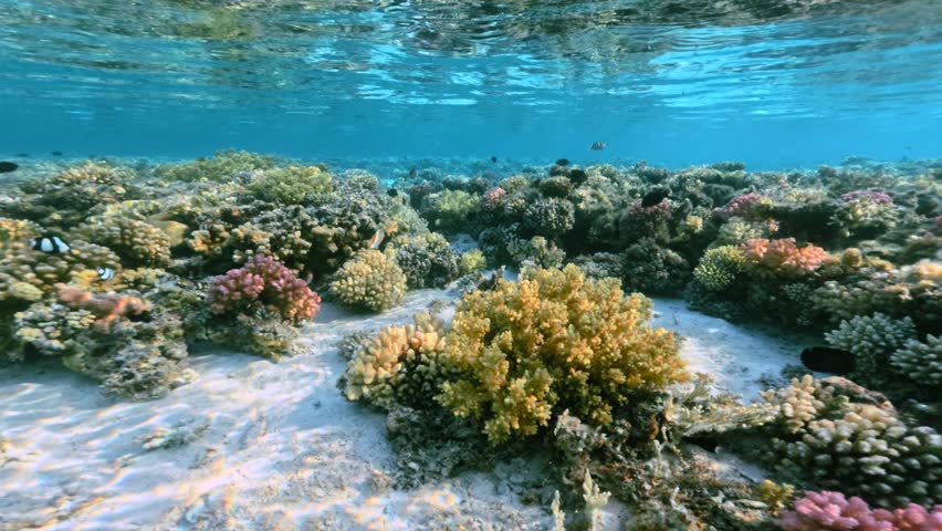 Fast motion over Wide Shallow Coral Reef Landscape With Sandy Channels and tropical fish In Clear sea Water