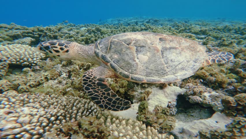 Close up of Green Sea Turtle floating above Coral Reef 