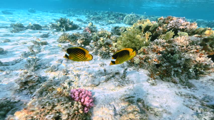 Two Yellow Butterflyfish Swimming Above Sandy Coral Reef Bottom In Clear Tropical Water