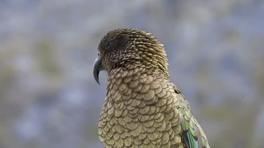 Beautiful video of a parrot in New Zealand fiord lands. Rare kea parrot perched on top of a car in New Zealand mountains, close-up video of an endemic alpine bird with colorful and detailed feathers in his natural habitat. Location south island of new zealand. 