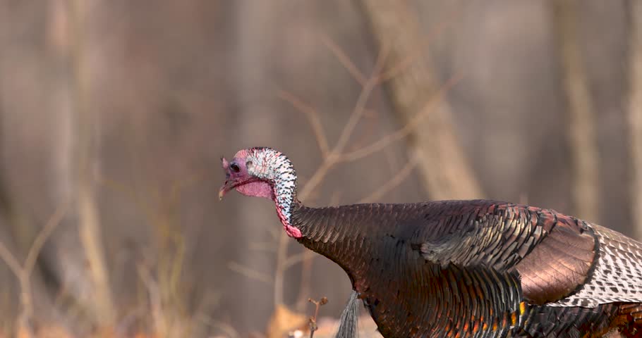 Wild tom turkey walking in a woodland area during a sunny day looking for a mate.