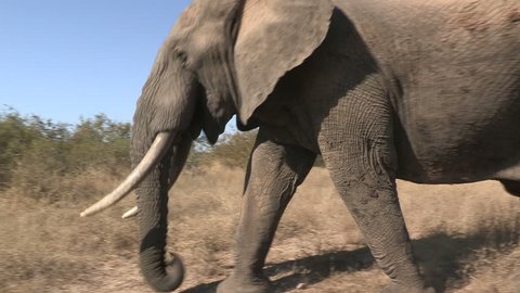 elephant bull walking