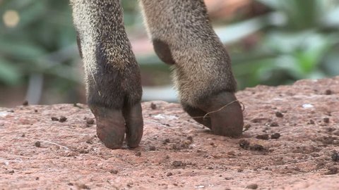 klipspringer feet