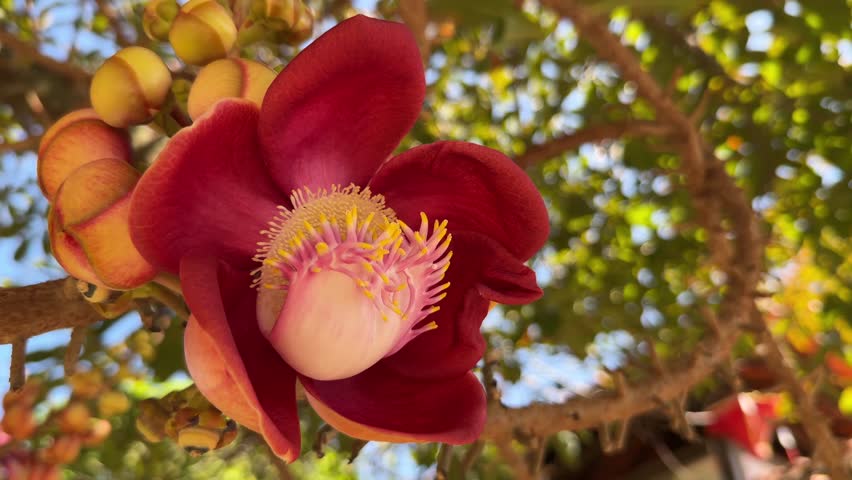 Red silk cotton flower blooms on a tree branch surrounded by green leaves. Tropical blossom, spring season.