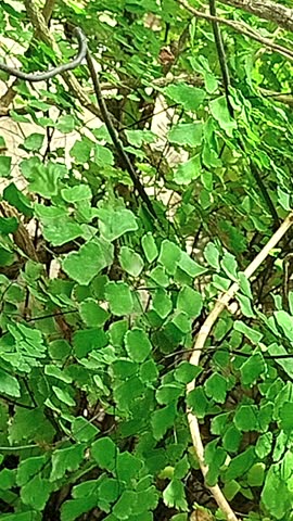 A close-up shot of delicate green Maidenhair fern (Adiantum) leaves moving gently in the breeze. The video captures the intricate details and vibrant color of the foliage in a natural outdoor setting.