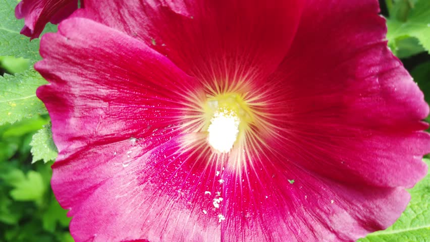 Close-up of a red mallow flower in full bloom.