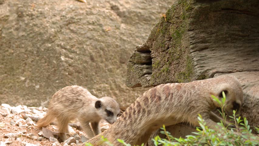 A young meerkat pup follows its mother while foraging on rocky ground near a log