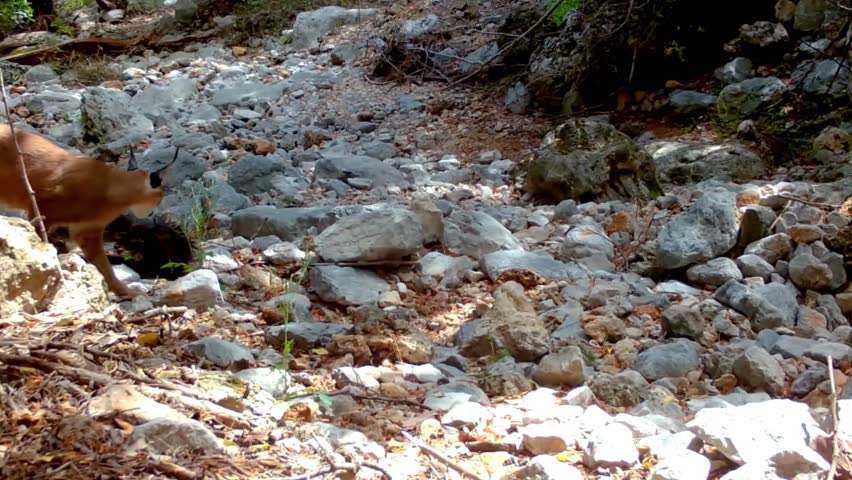 A rare caracal (Caracal caracal) moving slowly across rocky terrain in its natural habitat.