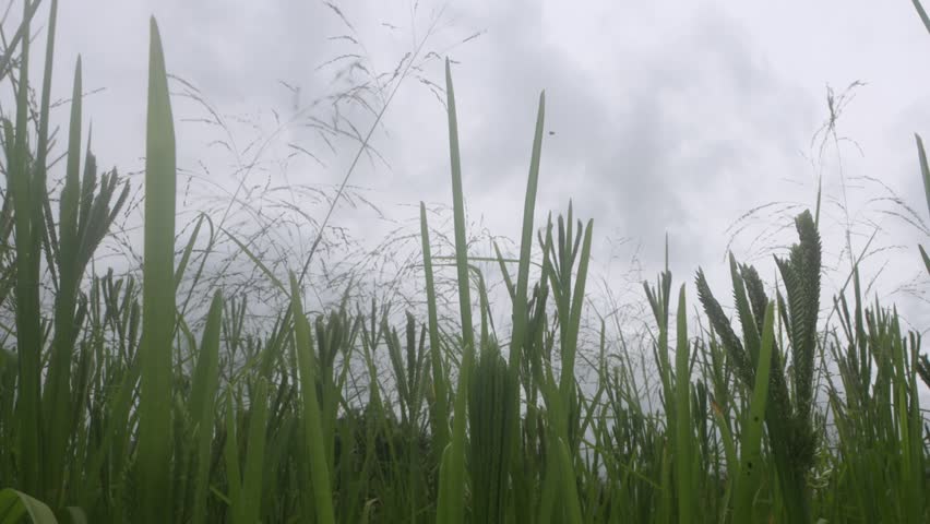 Tall green wild grass stalks and developing seed heads dominate the frame shot from a low perspective against a heavily overcast and gray sky, suggesting humid or stormy weather approaching the field.
