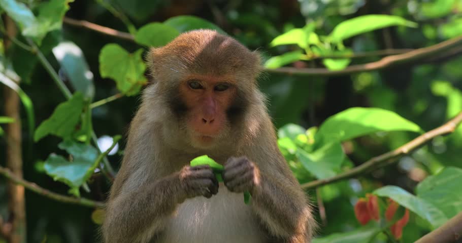 Wild monkey eating green leaves in tropical jungle forest surrounded by lush foliage. Natural wildlife video scene, ideal for nature documentaries, environmental content, educational media, and travel