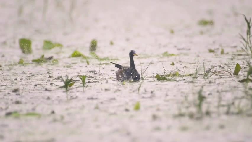 Wild Sunbittern Save Their Lives in Heavy Rain.