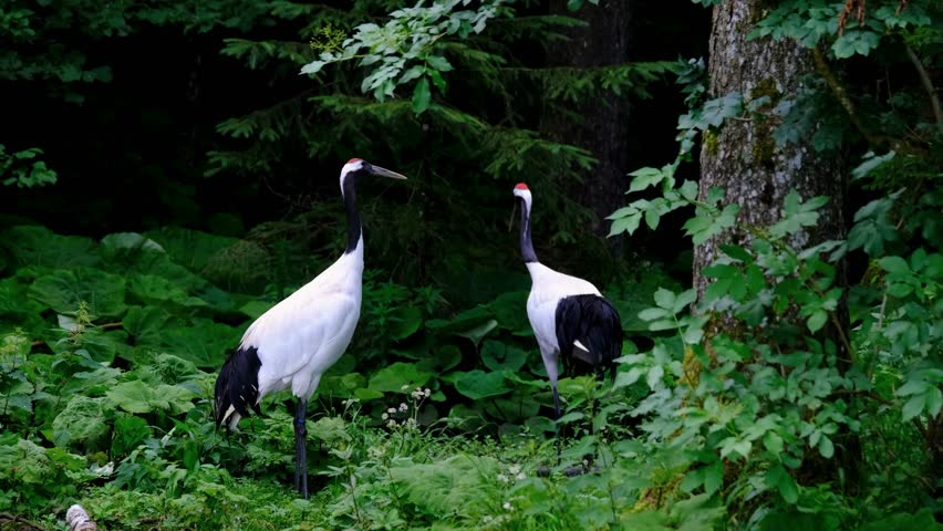 Two Beautiful Red Crowned Cranes Stand In The Wild Forest