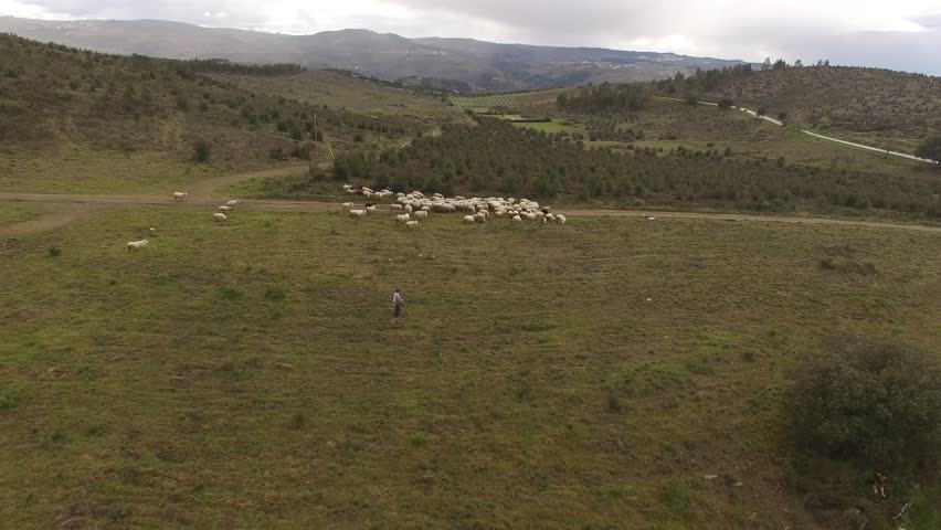 Flock of Sheep Grazing on a Green Meadow