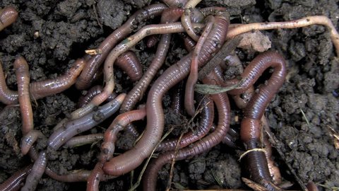 Earthworms on soil
