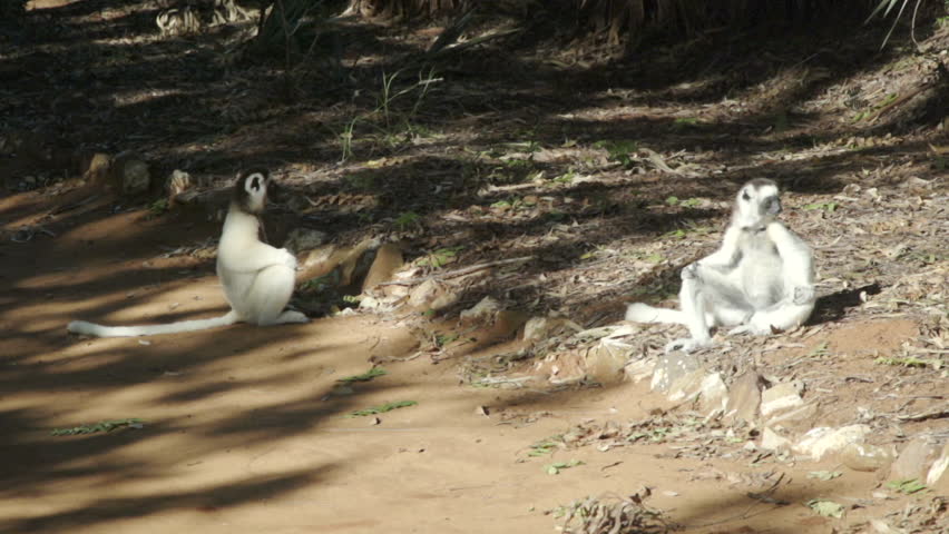 two verreaux's sifakas resting on ground. one raises and moves forward by hopping over ground. Passes several sifakas resting on ground. Sits down again. Slow motion, long shot