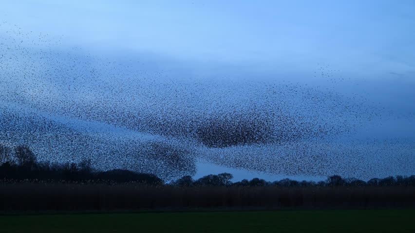 Starlings murmuration flying in synchronized aerial display, forming dynamic shapes against a vibrant sunset sky in the Netherlands during early spring