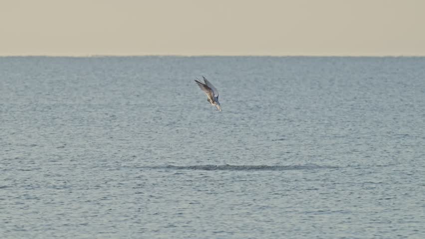 Royal tern hovers, looks, dives and dives again to finally get a meal
