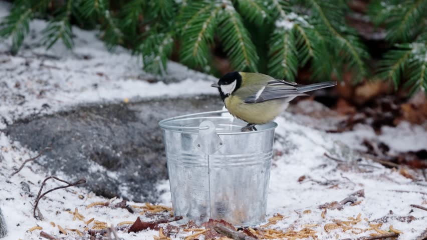 Tits Feeding From A Bucket Bird Feeder In The Forest In Winter