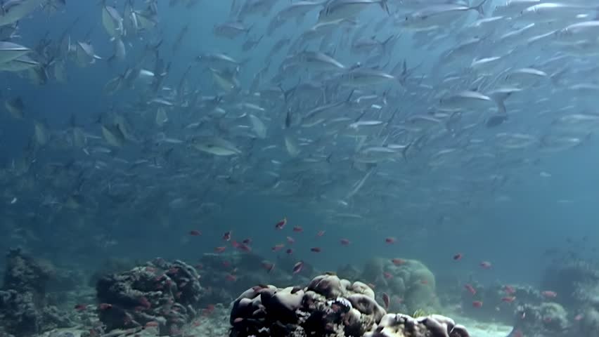 A massive school of jacks swims gracefully over a colorful coral reef in the clear waters surrounding Sipadan Island, Indonesia. Sunlight filters through the surface, illuminating the underwater world