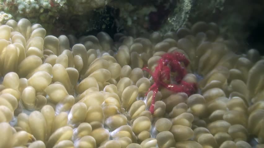 Observe a bright red hairy squat lobster nestled among soft corals during the daytime in the Indo Pacific ocean. The crustacean is seen resting and perhaps even dancing on the coral.