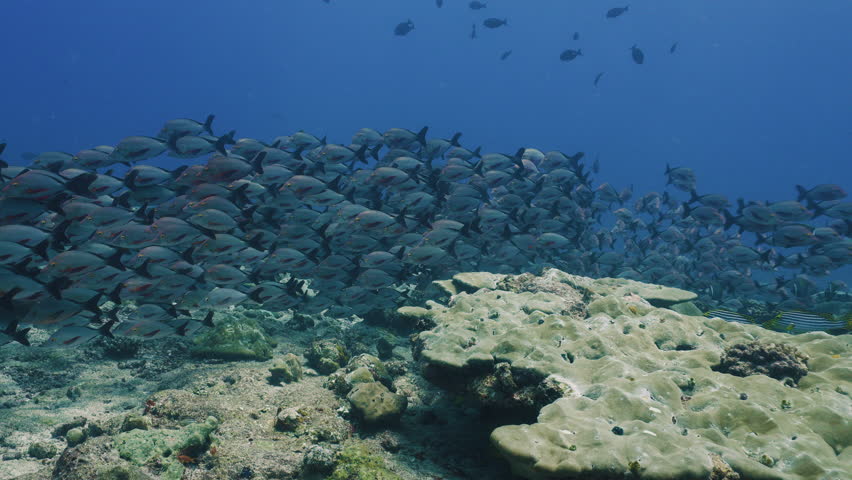 Relaxing Underwater Coral Reef with Colorful Tropical Fish in Clear Blue Ocean