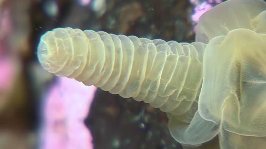 Dive into the frigid depths of the Arctic Ocean to observe the elusive Lucernaria quadricornis. Witness this stalked jellyfish in its natural habitat, gracefully moving in cold underwater.