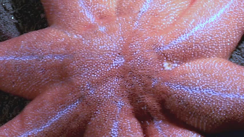 This is a close up of a starfish, showing the bottom of its body in different frame. The starfish was found in the cold, deep waters of the White Sea. The color is reddish-orange.