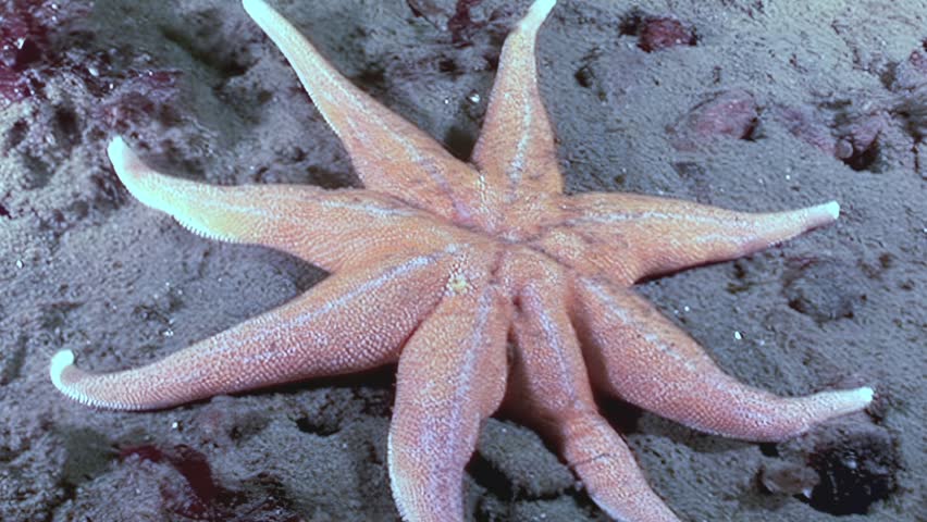 An eight-armed starfish slowly explores the seafloor. The star, filmed in its natural habitat of the White Sea, searches for food, its many arms testing the sandy ground for a tasty meal.