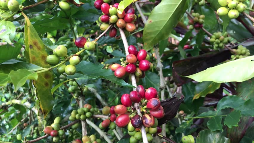 A close-up shot of ripe and unripe coffee cherries on a coffee tree branch. Arabica coffee beans ready for harvest.