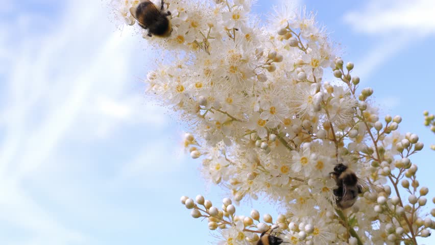 Wild bees pollinate the flowers of Sorbaria sorbifolia Multiplants. close-up 4k video