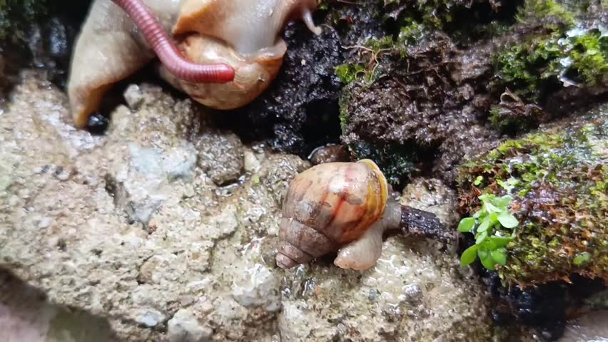 Discovering Amazing Interaction: The Peaceful Harmony of Millipede, Snail colony and rhino beetle
